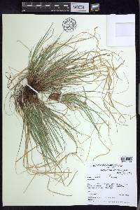 Carex umbellata image