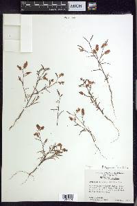 Polygonum fimbriatum image