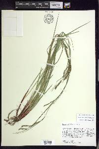 Carex debilis var. debilis image