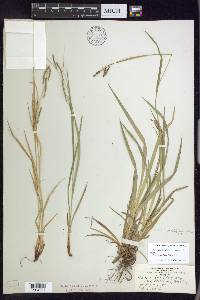 Carex debilis var. rudgei image