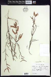 Polygonum fimbriatum image