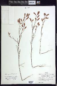 Polygonum fimbriatum image