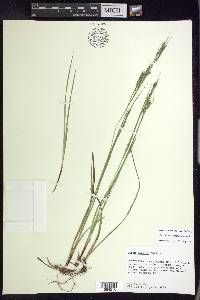 Carex debilis var. debilis image