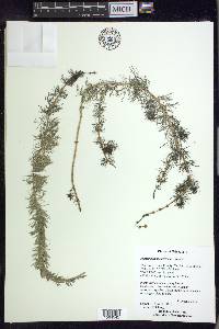 Myriophyllum sibiricum image