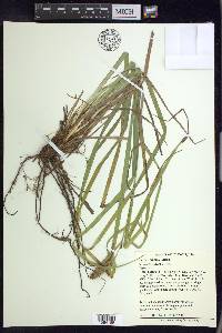 Carex typhina image