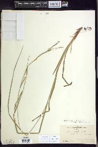 Carex debilis var. rudgei image