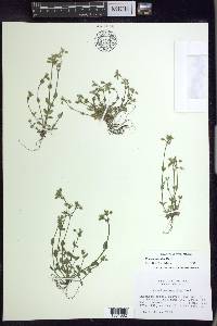 Cerastium pumilum image