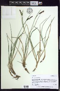 Carex spectabilis image