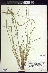 Carex debilis var. debilis image