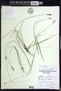 Carex sterilis image