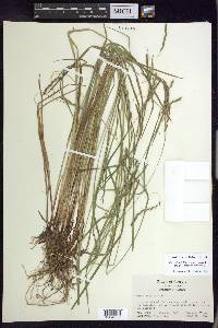 Carex debilis var. rudgei image