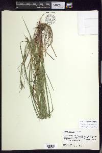 Carex debilis var. debilis image