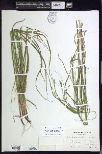 Carex debilis var. rudgei image