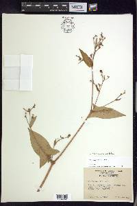 Persicaria arifolia image