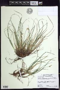 Carex tonsa image