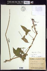 Persicaria arifolia image