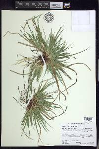 Carex tonsa image