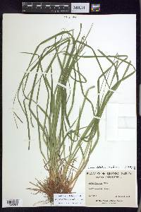 Carex debilis var. rudgei image