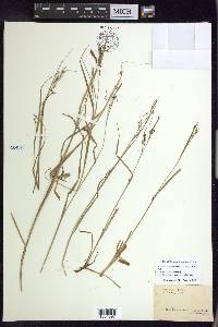 Carex venusta image