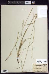 Carex debilis var. rudgei image