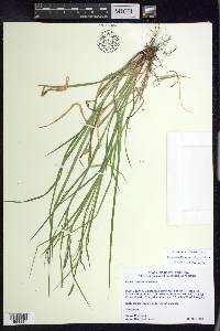 Carex debilis var. rudgei image