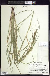 Carex debilis var. debilis image