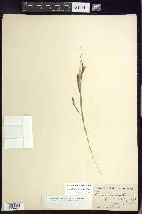 Carex debilis var. debilis image