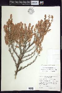 Polygonum americanum image