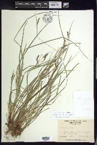 Carex debilis var. rudgei image