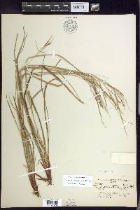 Carex debilis var. rudgei image