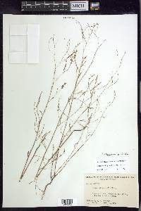 Polygonum pinicola image