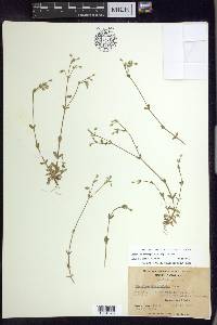 Cerastium brachypetalum image