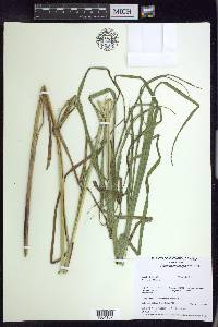 Carex trichocarpa image