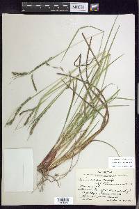 Carex debilis var. debilis image