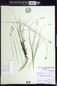 Carex sterilis image