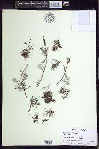 Myriophyllum spicatum image