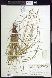 Carex debilis var. rudgei image