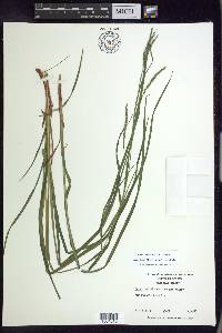 Carex debilis var. rudgei image