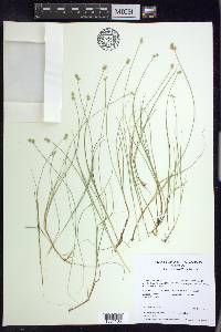 Carex tenuiflora image