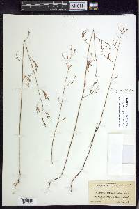 Polygonum pinicola image