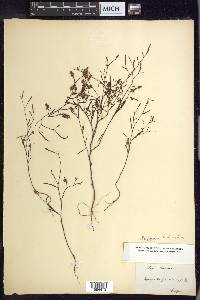 Polygonum fimbriatum image