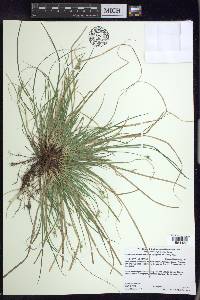 Carex tonsa image