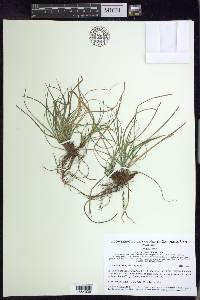 Carex reznicekii image