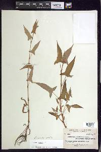 Persicaria arifolia image