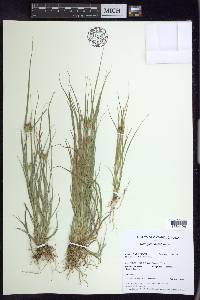 Carex sychnocephala image