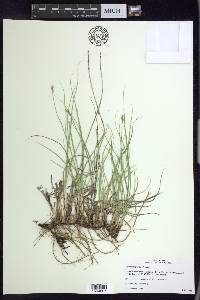 Carex praegracilis image