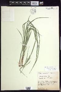 Carex roanensis image