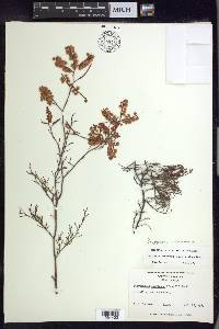 Polygonum americanum image