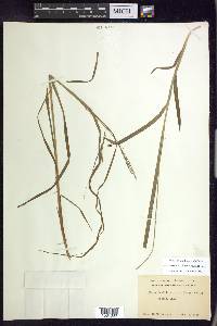 Carex debilis var. rudgei image