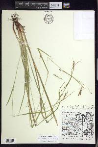 Carex debilis var. rudgei image